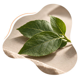 Gymnema leaf extract